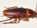 Kaip išnaikinti tarakonus ir skruzdėles